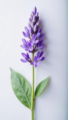 Fototapeta premium Single isolated lavender flower on white surface, blossoms, flowers, petals