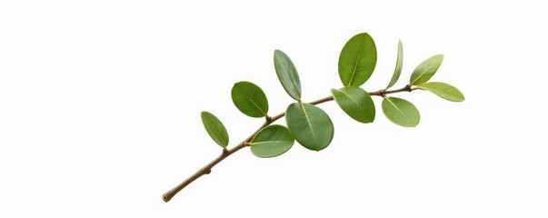 Obraz premium Single stem of a eucalyptus tree isolated on white, eucalyptus, botanical