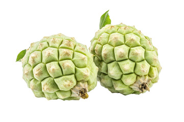 Fototapeta premium Two unripe cherimoya fruits are displayed against a plain white background. The fruits are a pale, light green color and have a bumpy, textured skin.