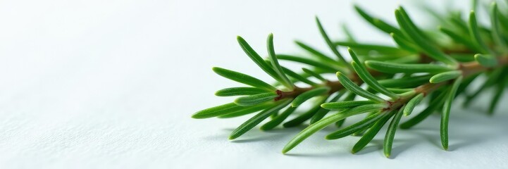 Obraz premium Sprigs of fresh rosemary branches on clean white surface, forest, winter, greenery