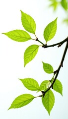 Branches with attached leaves on white background, leaves, plants, nature