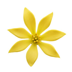 Fototapeta premium Bright yellow flower with detailed petals and center