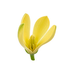 Close-up of a bright yellow magnolia flower, delicate petals, vibrant color, isolated on black background