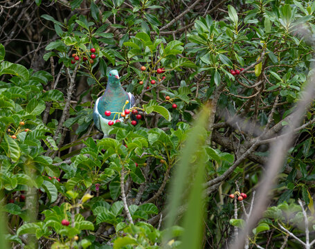 New Zealand wood pigeon in puriri tree with red berries