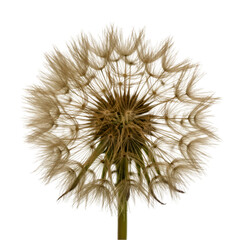 Close-up of a dandelion seed head, showing intricate details of the fluffy seeds radiating outward from a central, dark brown core