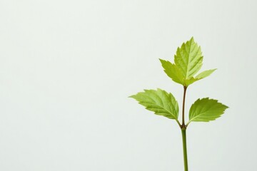 Single, delicate sapling against pure white backdrop, spring, environment, leaf
