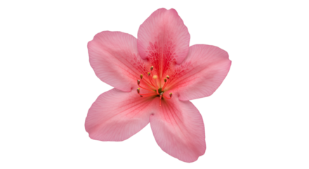 Close-up of a delicate pink flower with five petals, showcasing intricate details of the pistil and stamens