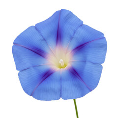Close-up of a vibrant, light-blue flower with a star-shaped center. Detailed petal texture