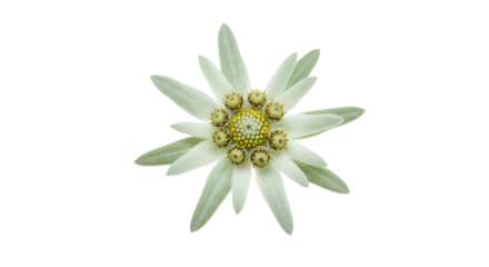 Close-up of a delicate, star-shaped flower with pale yellow-white petals and a central cluster of golden-yellow disc florets