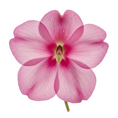 Fototapeta premium Close-up of a delicate, vibrant pink flower with detailed petal structure and a central pistil