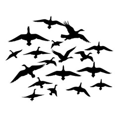 vector silhouette of  goose 