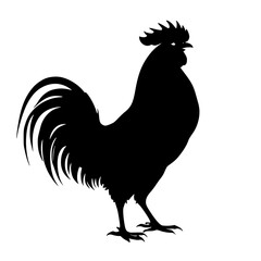 rooster isolated on white background