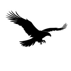 eagle on white background