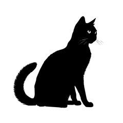 black cat on white background