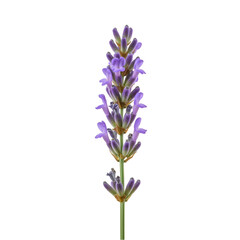 Obraz premium Close-up of a vibrant purple lavender sprig, showcasing detailed flower clusters and stem