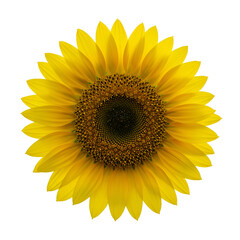 Fototapeta premium Close-up of a vibrant sunflower with detailed petals and a dark center