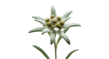 Close-up of a white flower with delicate petals and yellow centers, atop a slender stem