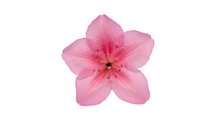 Close-up of a single, vibrant pink flower with a star-like shape and detailed center