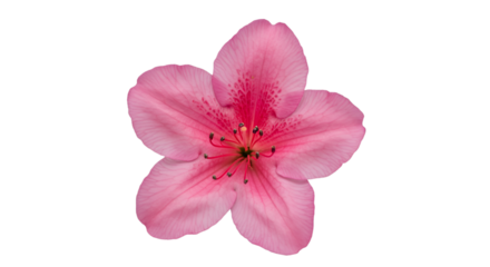 Close-up of a single, vibrant pink flower with detailed petals and center (1)