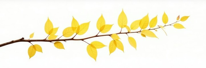 Naklejka premium A single branch with yellow leaves against white backdrop, solo, airy, tree
