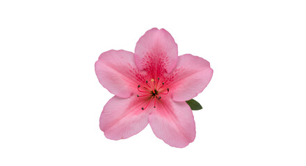 Close-up of a single, vibrant pink flower with detailed petals and center