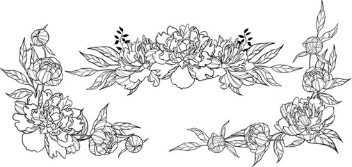 Set of border of vector lush flowers isolated. Peonies illustration.