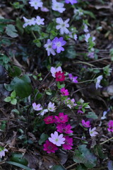 雪の下から顔を出す