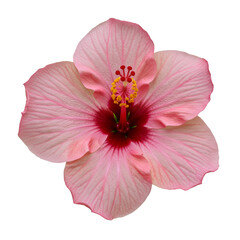Naklejka premium Delicate pink hibiscus flower with a dark red center
