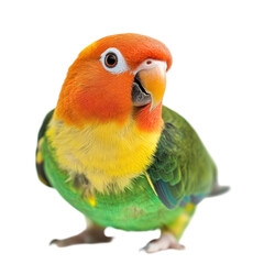 Colorful bird with vibrant feathers perched and curiously looking at the camera