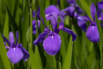 都心散歩　カキツバタ2025根津美術館