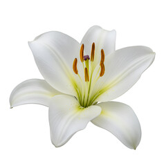Single white lily, delicate petals, vibrant center