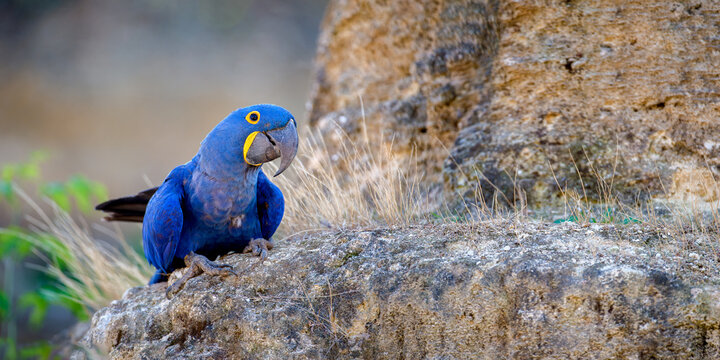 Hyacinth macaw on a falun escarpment. Anodorhynchus hyacinthinus, Bioparc, Dou&eacute; la Fontaine, Maine et Loire 49, R&eacute;gion Pays de la Loire, France, European Union, Europe