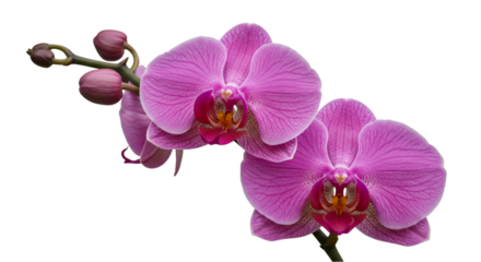 Two vibrant pink orchids with delicate petals and a central, intricate structure.  Close-up, detailed view
