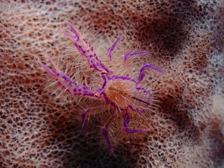 Hairy Squat Lobster (Lauriea siagiani)