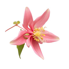 Columbine Flower Isolated on Transparent Background Cutout Element