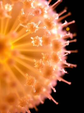 Pollen Grains Under Polarized Light