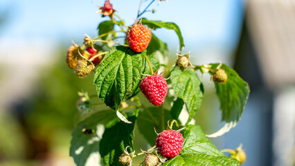 A bunch of red raspberries on a plant. The raspberries are ripe and ready to be picked