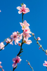 Peach tree in bloom in spring