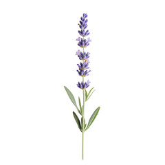 Fototapeta premium Lavender Flower Isolated on Transparent Background Cutout Element