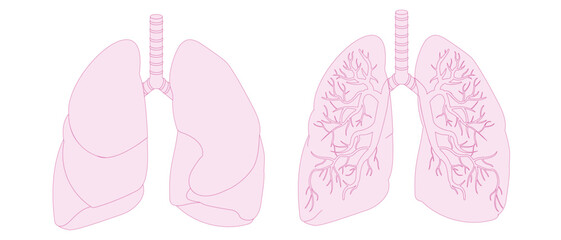 Editable vector illustration of human lungs in a minimal and modern style. The design combines a simplified outline with an internal anatomical view, using light pink fills and darker pink contours.