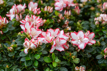 Azalea is the name given to some plant species of the Rhododendron genus of the Ericaceae (heatherb) family.