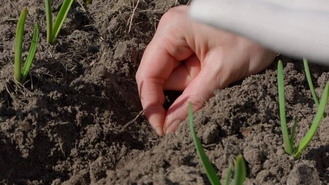 A woman's hand plants garlic seeds in a vegetable garden among growing garlic