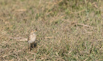 Crested Lark bird perching on ground.