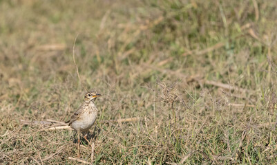 Crested Lark bird perching on ground.