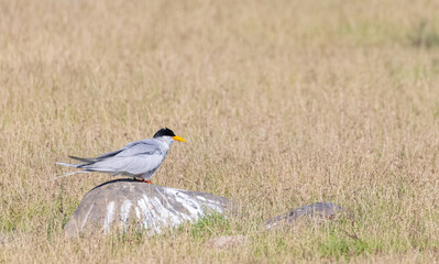 River tern (Sterna aurantia) perching on stone in forest.