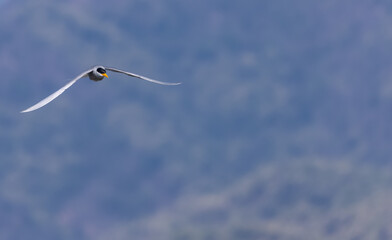 River tern (Sterna aurantia) fishing in the ram ganga river of jim corbett.