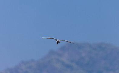 River tern (Sterna aurantia) fishing in the ram ganga river of jim corbett.
