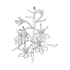 Outline flower on white background. Image of lobelia flower. Black and white line art of a lobelia plant with detailed flowers, slender stems, and delicate leaves. 