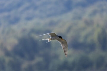 Obraz premium River tern (Sterna aurantia) fishing in the ram ganga river of jim corbett.