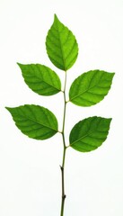 Leafy branch with delicate veins on white background, branches, organic, leaf